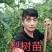 梨树苗秋月，玉露香，翠冠，晚秋黄，水晶梨，红香酥，等