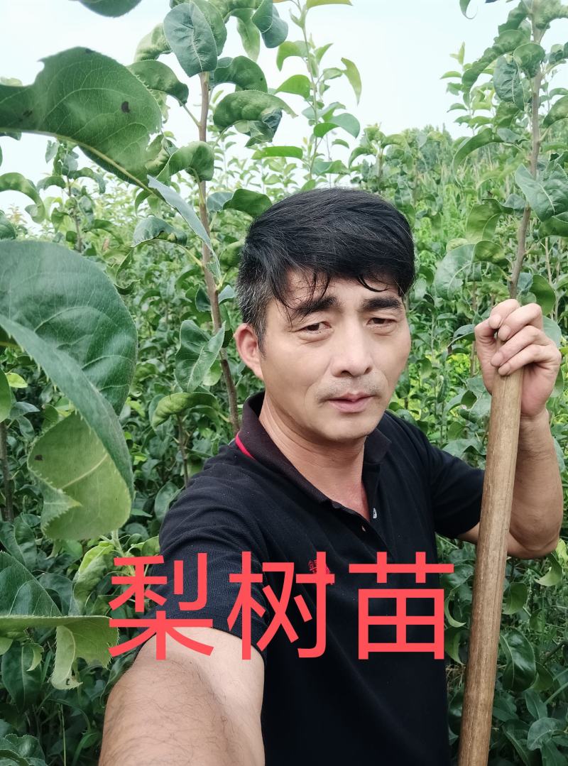 梨树苗秋月，玉露香，翠冠，晚秋黄，水晶梨，红香酥，等