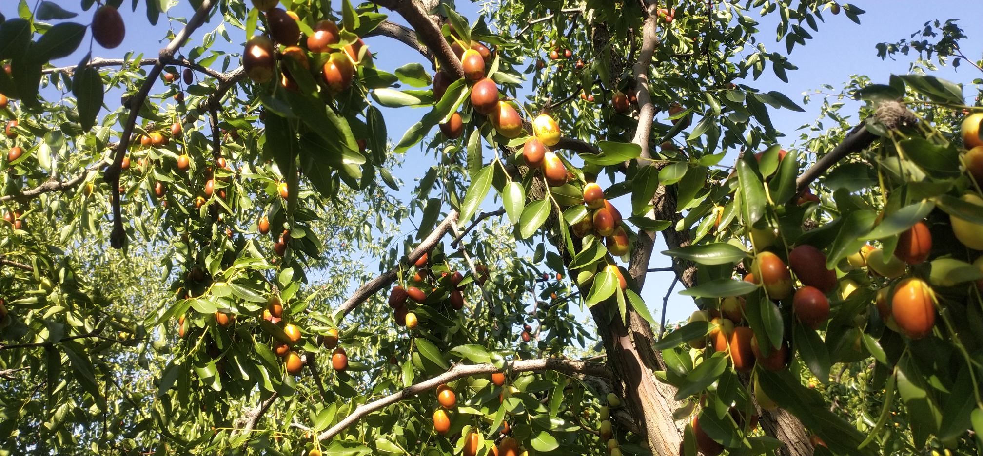 金丝小枣种植园航拍图