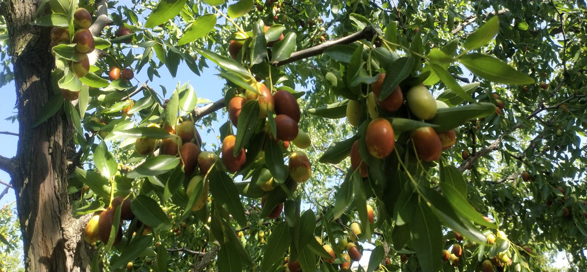 金丝小枣特写图