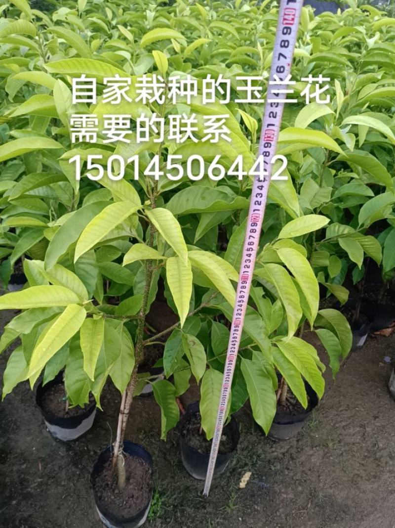 玉兰花盆栽绿植