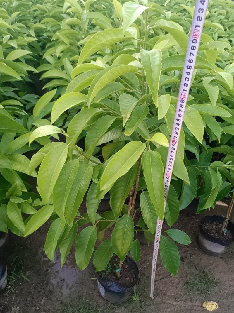 玉兰花盆栽绿植