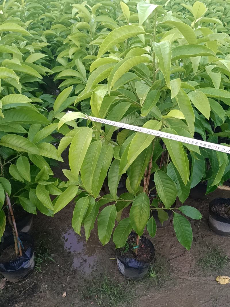 玉兰花盆栽绿植