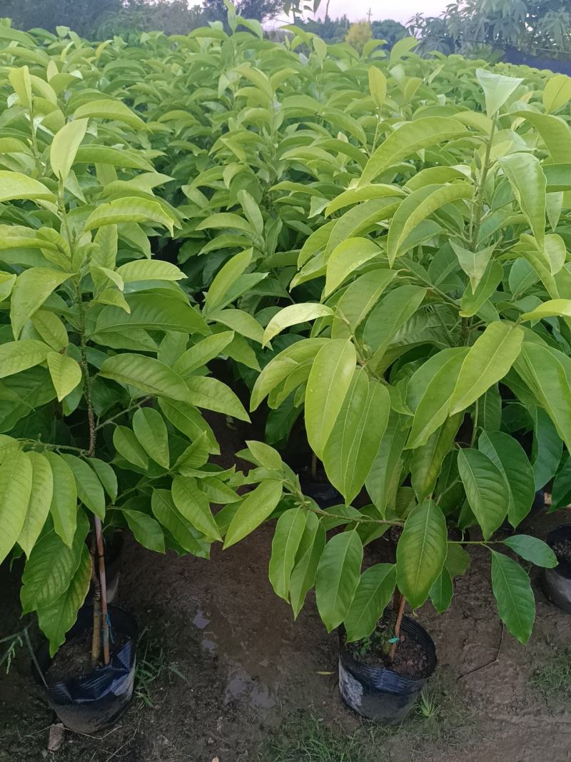 玉兰花盆栽绿植