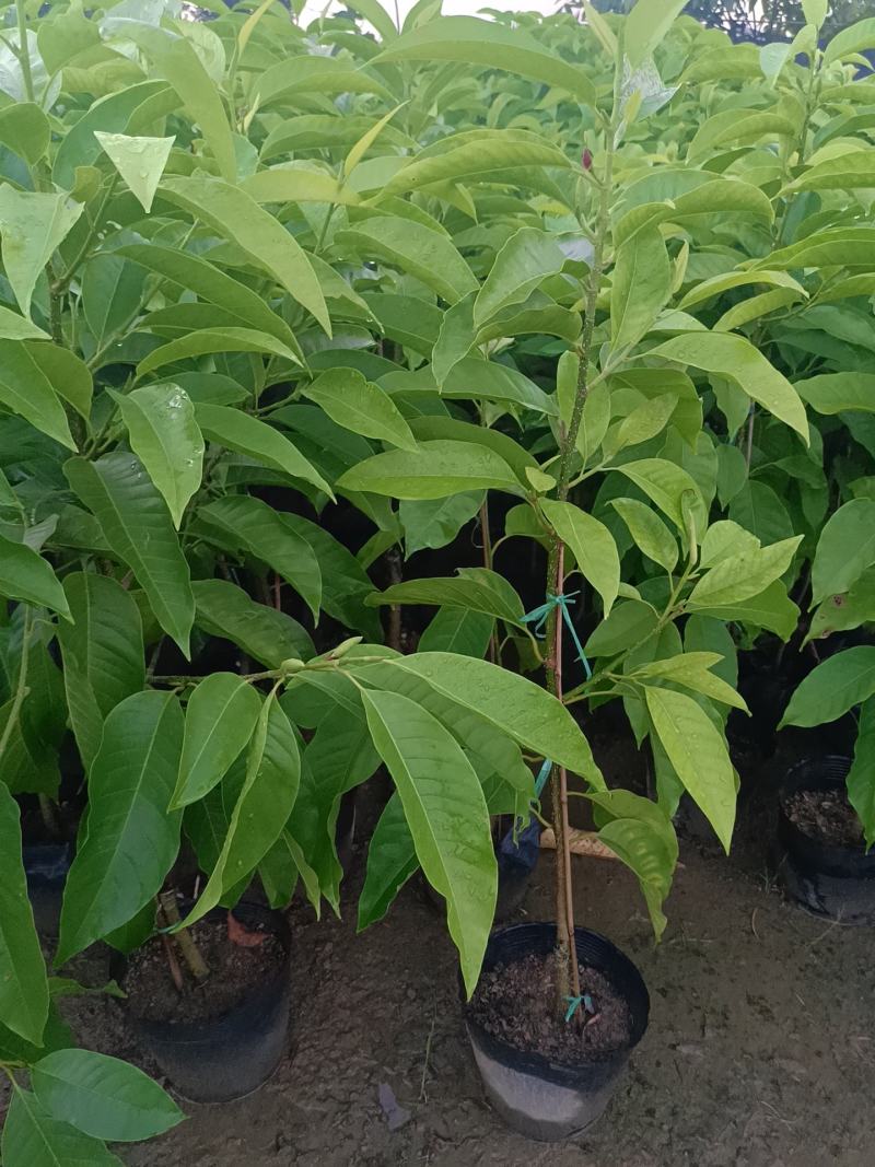 玉兰花盆栽绿植