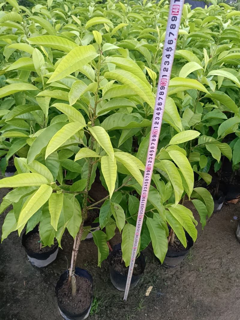 玉兰花盆栽绿植