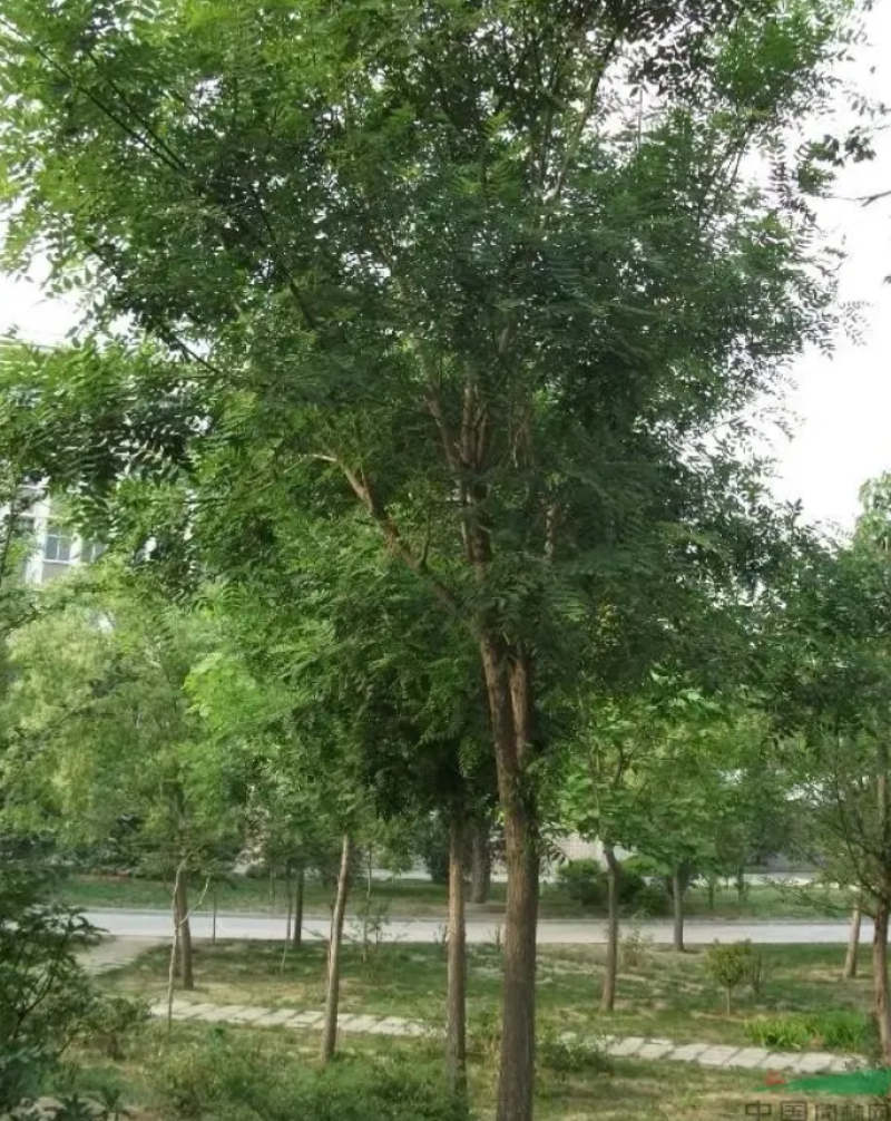 山西国槐各规格都有基地供货品质保证可视频看货
