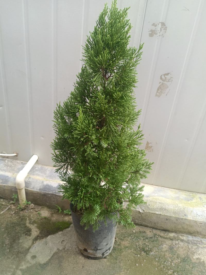 塔松，柏树盆栽