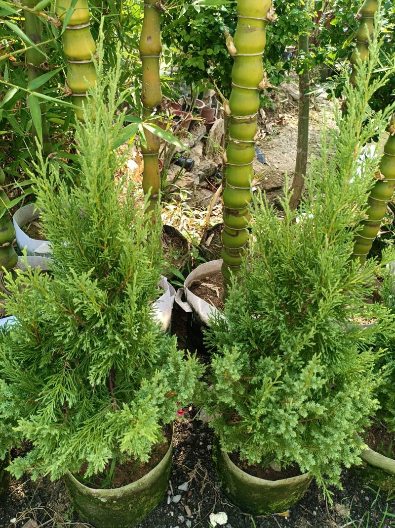 塔松，柏树盆栽