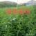 黄桃苗，品种桃树苗，品种多，质量好，需要联系
