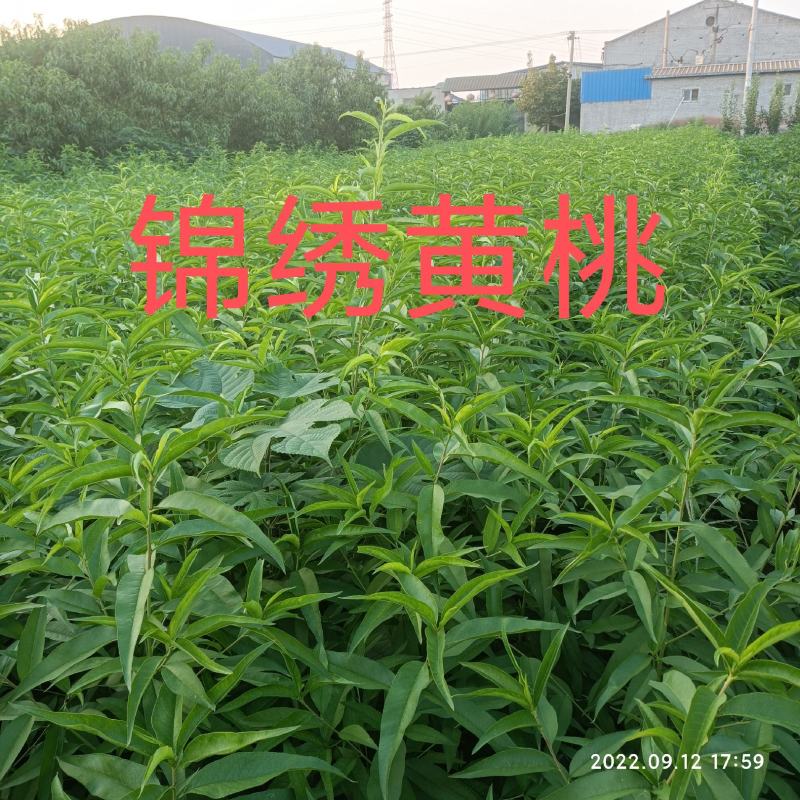 黄桃苗，品种桃树苗，品种多，质量好，需要联系