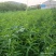 黄桃苗，品种桃树苗，品种多，质量好，需要联系