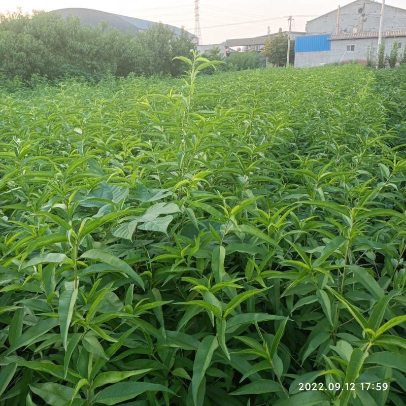 黄桃苗，品种桃树苗，品种多，质量好，需要联系