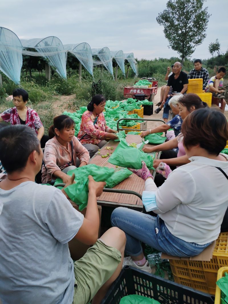 阳光玫瑰产地供应链落地配一件代发代加工