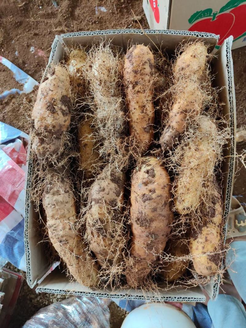 广东毛薯农家新鲜现挖猪仔薯甜薯火苕薯粉糯香山药脚板薯田薯