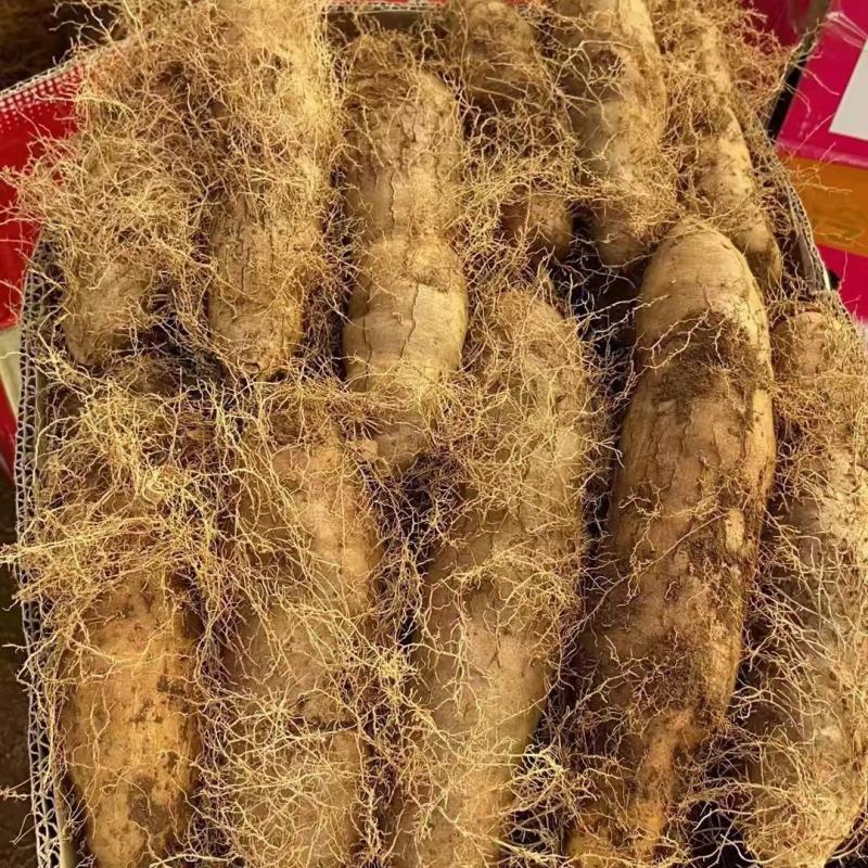 广东毛薯农家新鲜现挖猪仔薯甜薯火苕薯粉糯香山药脚板薯田薯