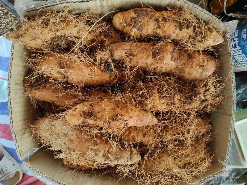 广东毛薯农家新鲜现挖猪仔薯甜薯火苕薯粉糯香山药脚板薯田薯