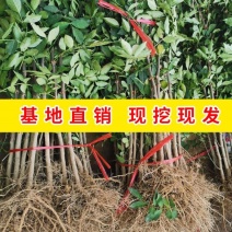 山西花椒苗品质保证现挖现发死苗补发，现挖现发