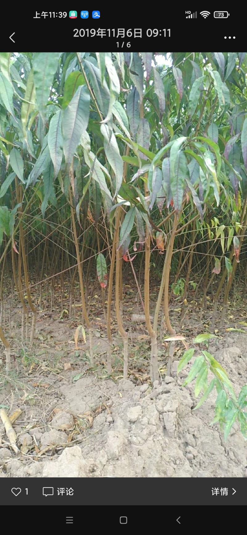 黄桃苗，品种桃树苗，品种多，质量好，需要联系