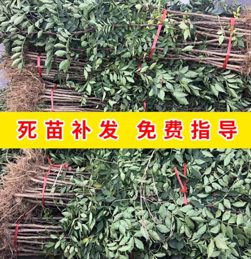 山西花椒苗品质保证现挖现发死苗补发，现挖现发