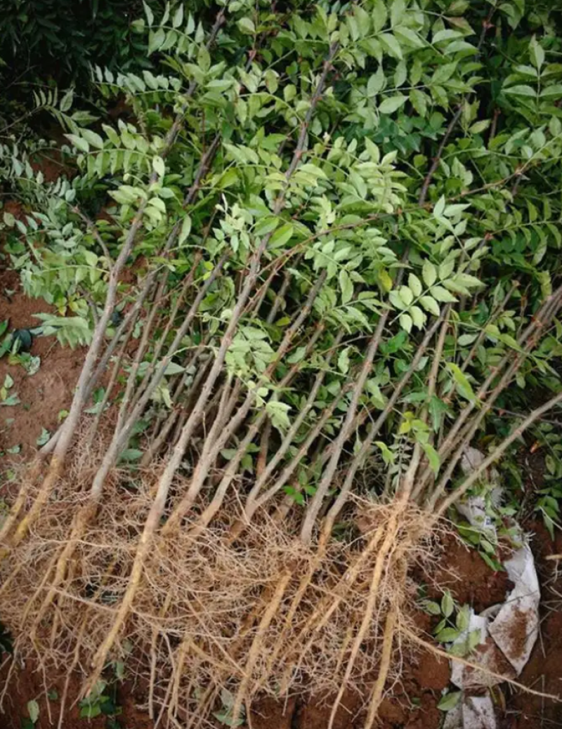 山西花椒苗品质保证现挖现发死苗补发，现挖现发