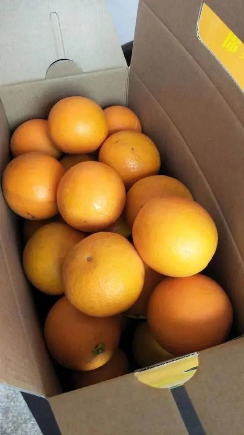 纽荷尔脐橙大量上市，质优价美、服务完善、走货便利