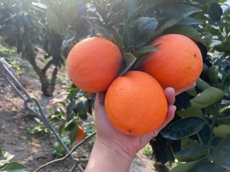 纽荷尔脐橙大量上市，质优价美、服务完善、走货便利