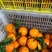纽荷尔脐橙大量上市，质优价美、服务完善、走货便利