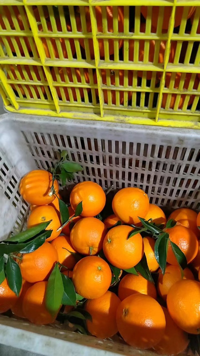 纽荷尔脐橙大量上市，质优价美、服务完善、走货便利