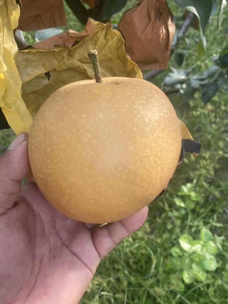 山东高密各品种秋月梨，无渣糖分高，代发全国各地。