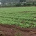 儿菜苗