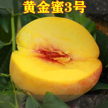 优质品种黄金蜜三号桃树苗八月初成熟脆甜离核