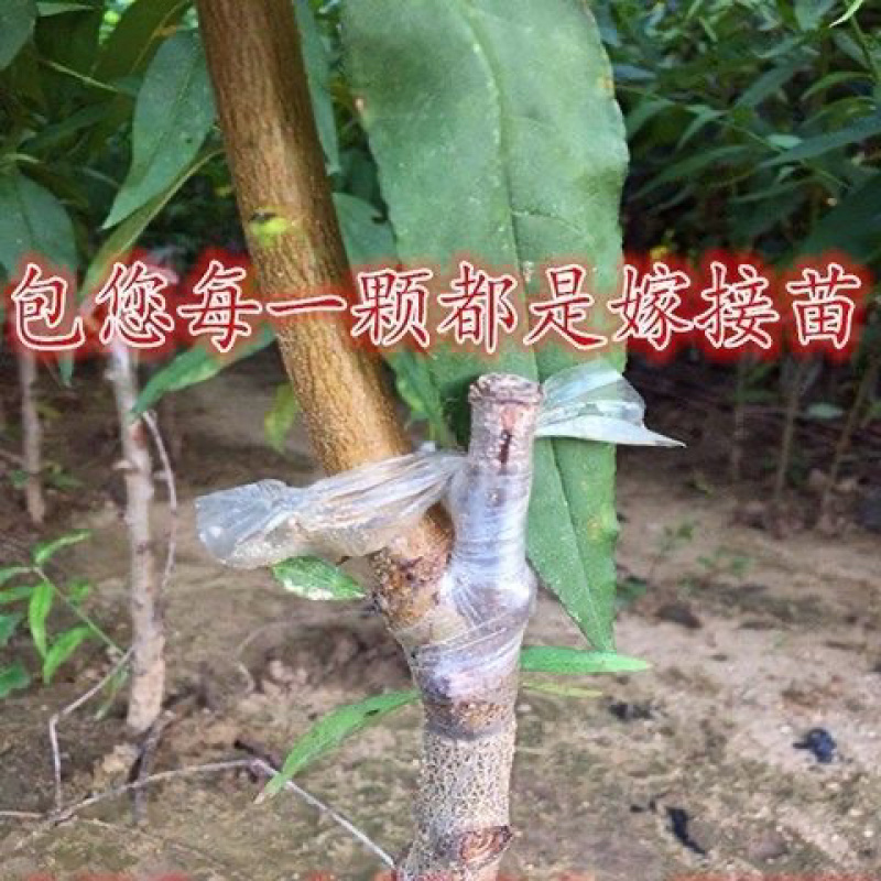 优质品种黄金蜜三号桃树苗八月初成熟脆甜离核