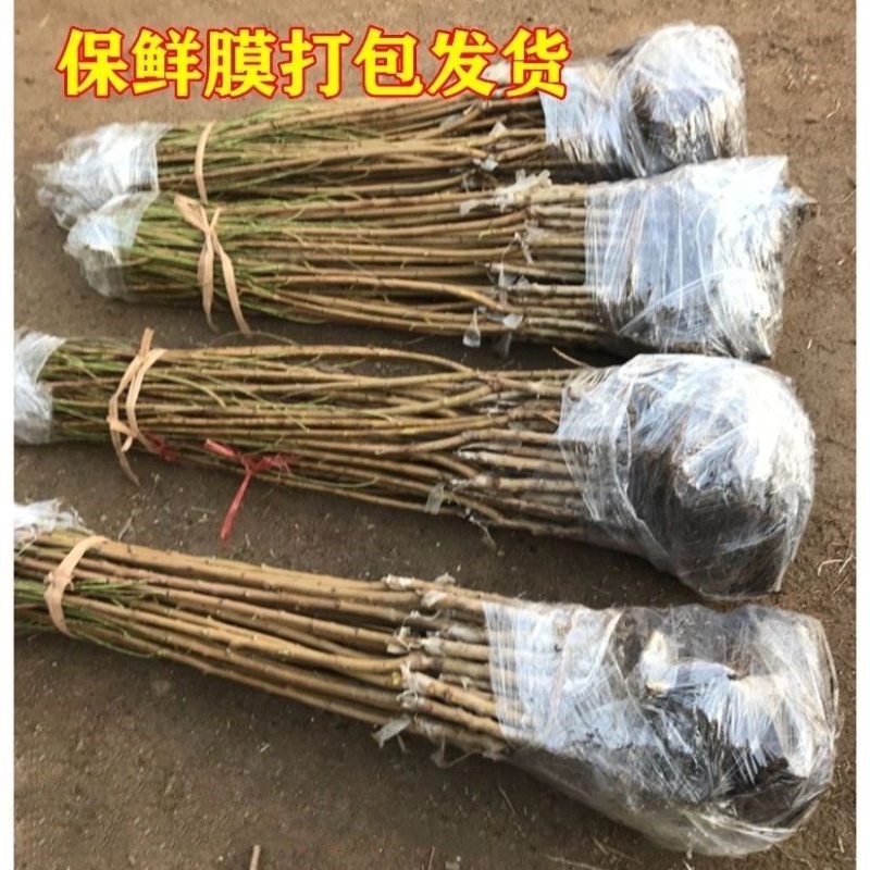 优质品种黄金蜜三号桃树苗八月初成熟脆甜离核