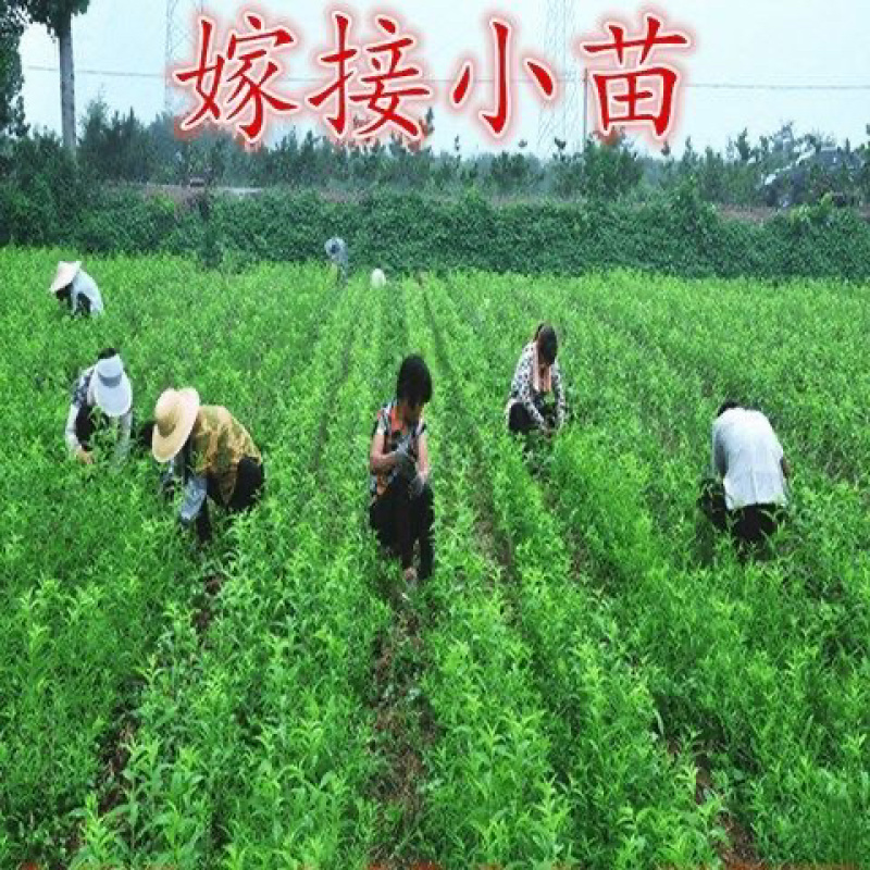 优质品种黄金蜜三号桃树苗八月初成熟脆甜离核