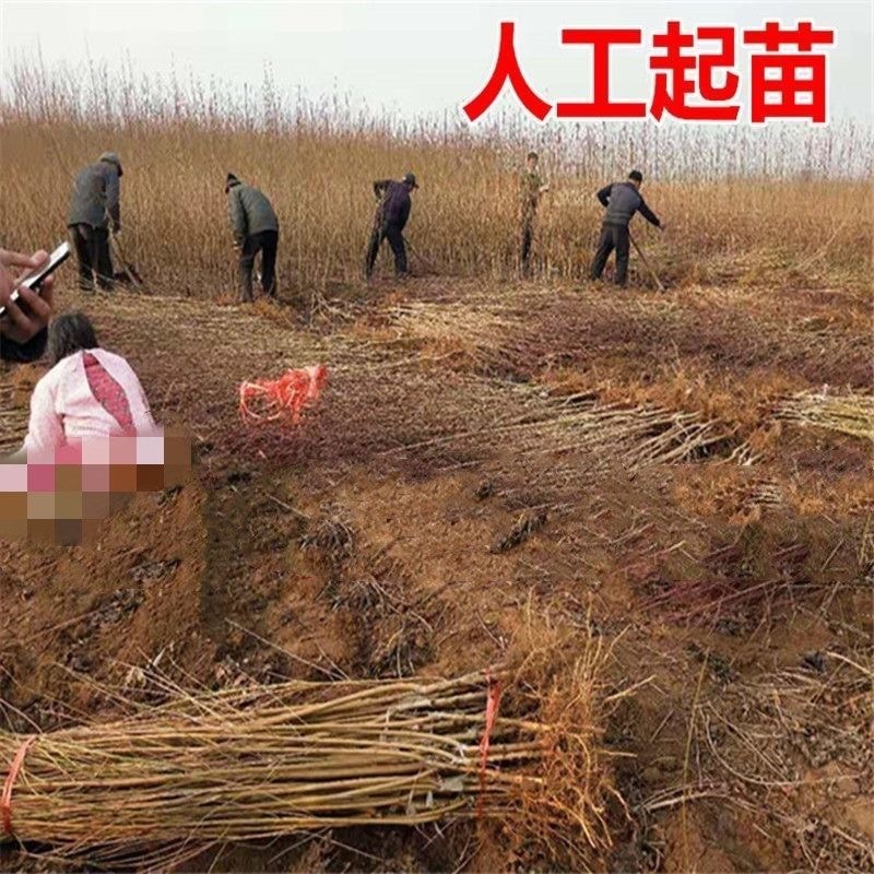 优质品种黄金蜜三号桃树苗八月初成熟脆甜离核