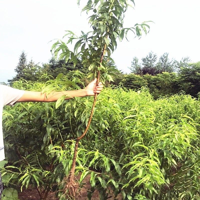 优质品种黄金蜜三号桃树苗八月初成熟脆甜离核
