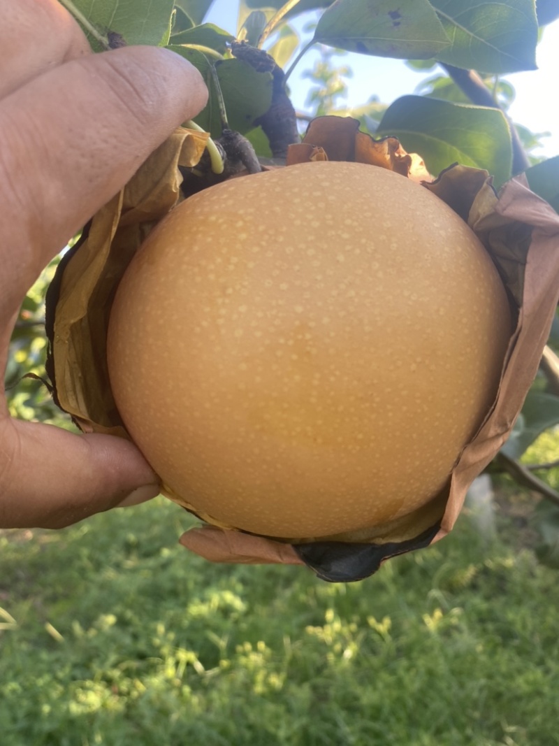 山东高密各品种秋月梨，无渣糖分高，代发全国各地。