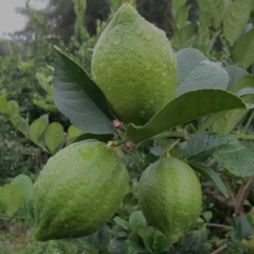 柠檬