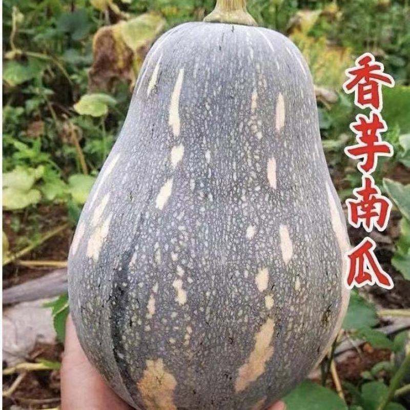 正宗广东香芋南瓜新鲜粉嫩甜糯香芋味老南瓜孕妇宝宝辅食小南