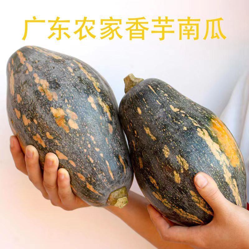 正宗广东香芋南瓜新鲜粉嫩甜糯香芋味老南瓜孕妇宝宝辅食小南