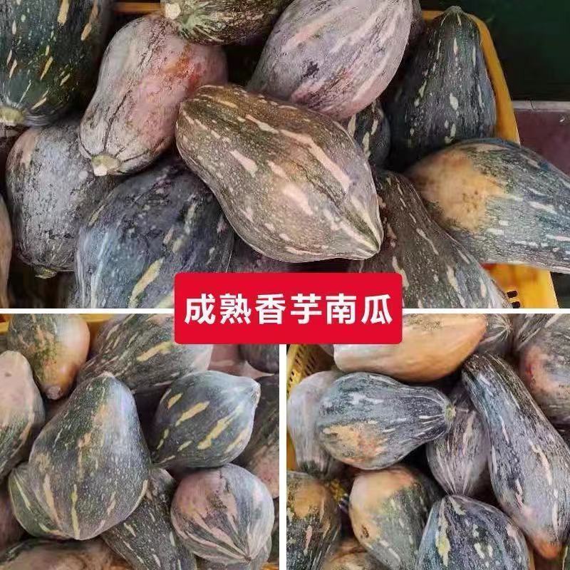 正宗广东香芋南瓜新鲜粉嫩甜糯香芋味老南瓜孕妇宝宝辅食小南