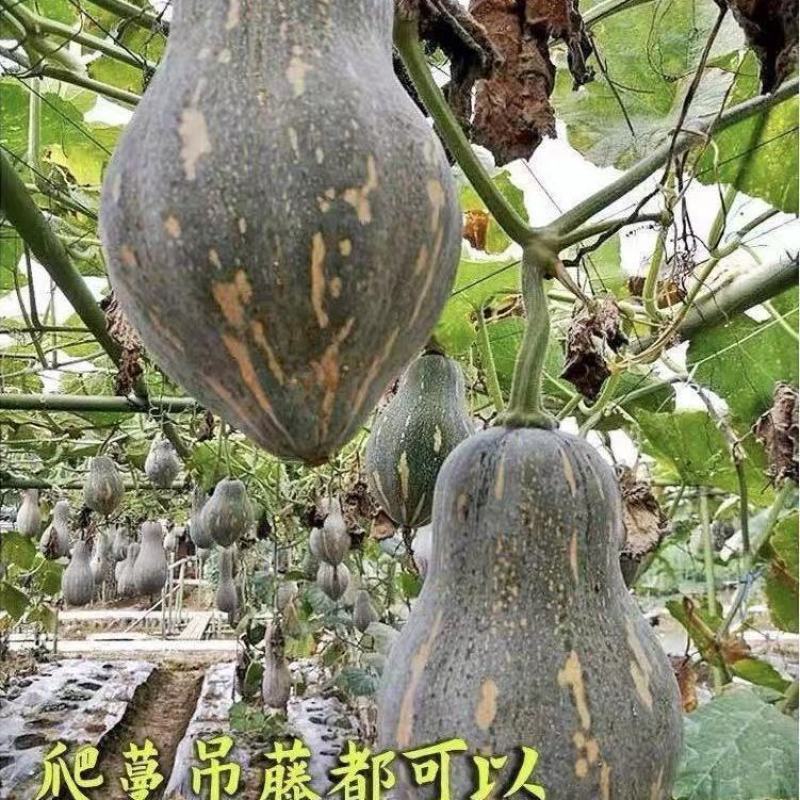 正宗广东香芋南瓜新鲜粉嫩甜糯香芋味老南瓜孕妇宝宝辅食小南