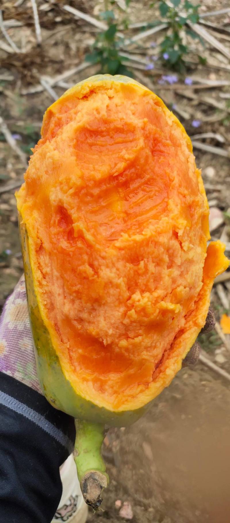 云南红心木瓜品种大青