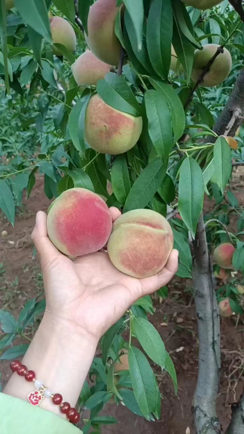 山东冬蜜桃。临沂沂蒙山区冬桃，口感脆甜，二两起步，可视频