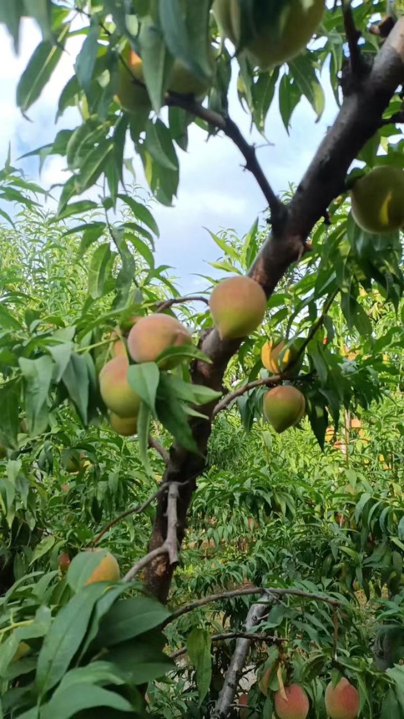 山东冬蜜桃。临沂沂蒙山区冬桃，口感脆甜，二两起步，可视频