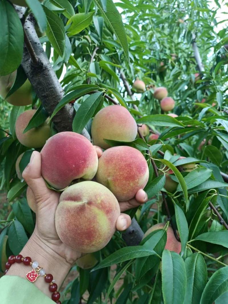 山东冬蜜桃。临沂沂蒙山区冬桃，口感脆甜，二两起步，可视频