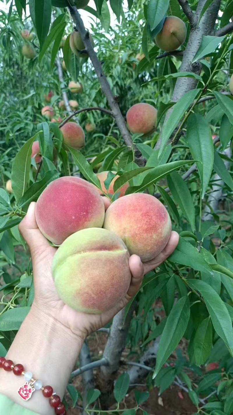 山东冬蜜桃。临沂沂蒙山区冬桃，口感脆甜，二两起步，可视频