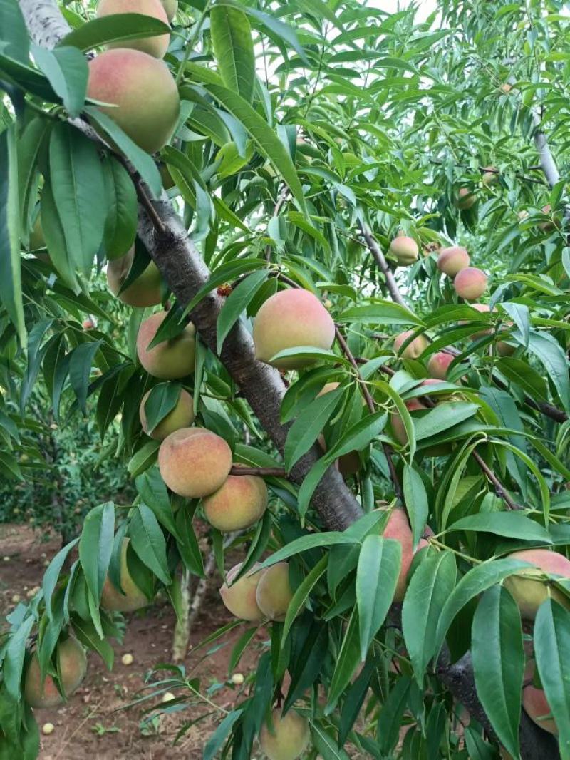 山东冬蜜桃。临沂沂蒙山区冬桃，口感脆甜，二两起步，可视频