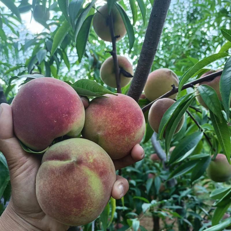 山东冬蜜桃。临沂沂蒙山区冬桃，口感脆甜，二两起步，可视频